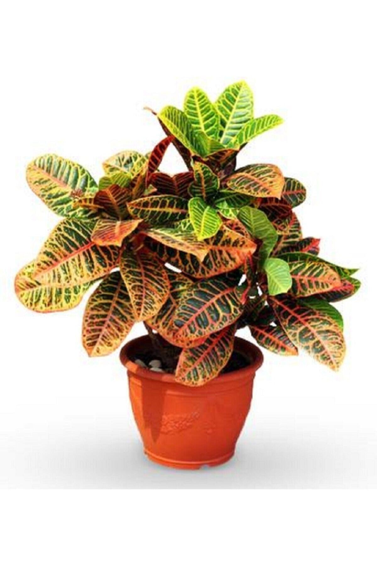 Berceste Peyzaj tasarım Kraton Bitkisi 30 40 Cm Boy Croton Petra 13 Cm Saksı Çapı Ev Bitkisi Ofis Bitkisi Salon Bitkisi